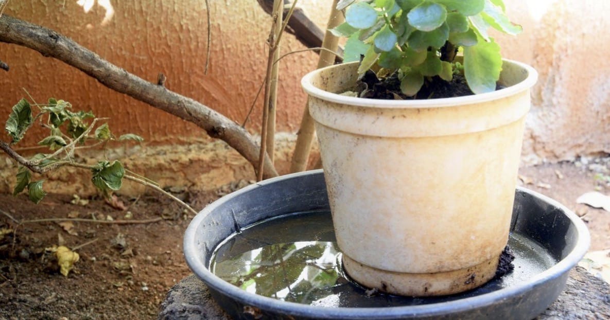 coupelle sous pot de fleurs